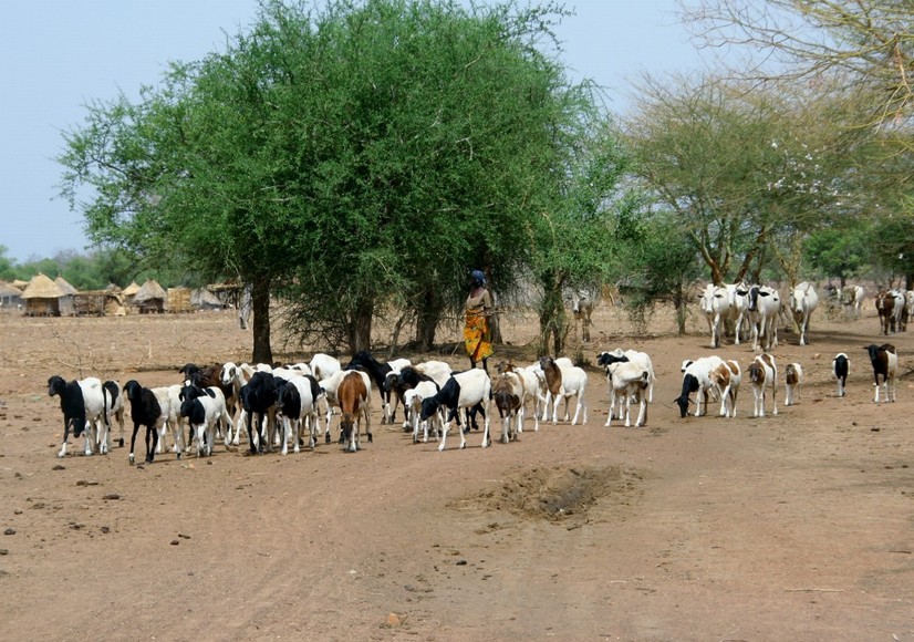 Balanites tree and herd of cows and sheep