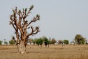 #9: Baobab in the plain