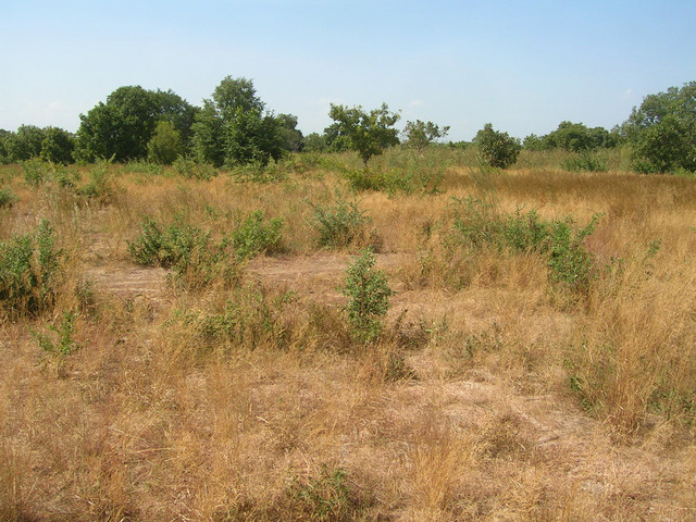 View north from the Confluence