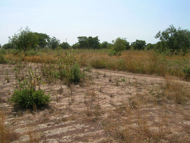 View west from the Confluence