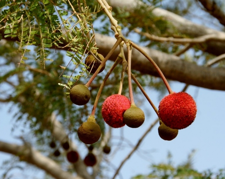 Flowers of the néré