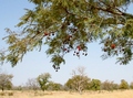 #9: Néré (Parkia biglobosa)