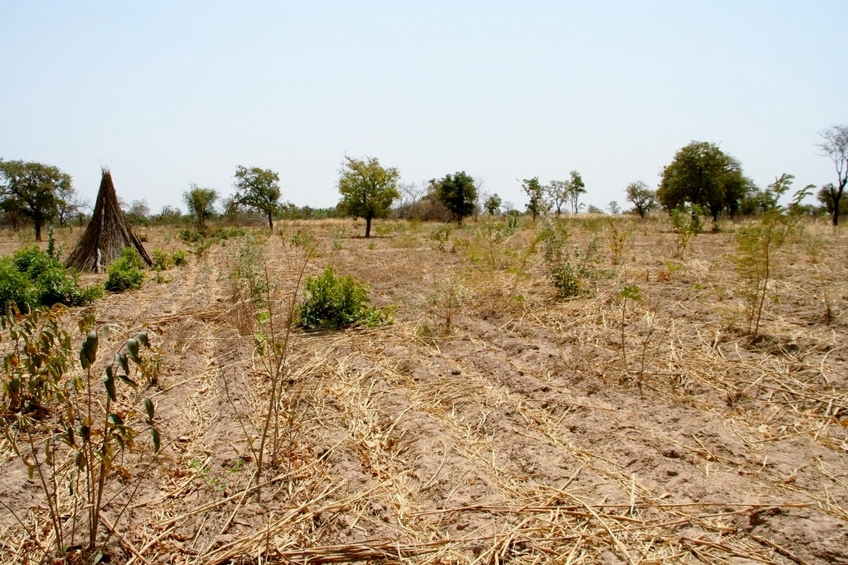 View to the south, in the cotton field