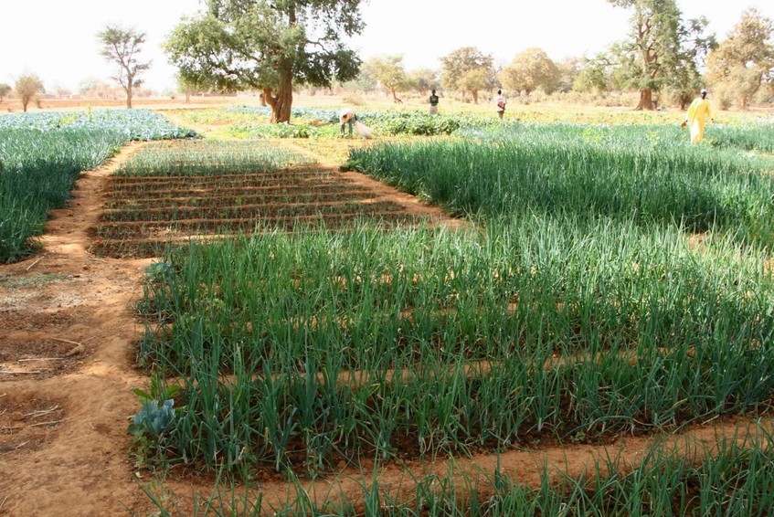 Gardens with onions, cabbages