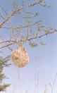 #8: Birdnest above the Confluence