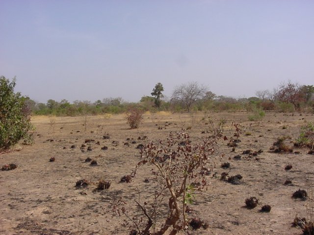 Looking southeast from the Confluence (note evidence of bush fires)