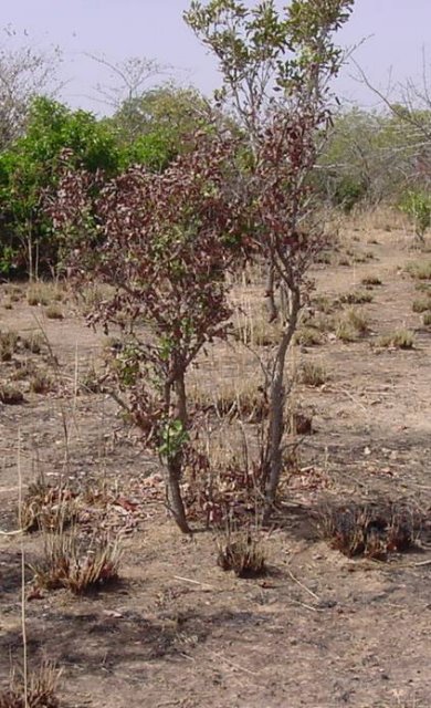 This bush is growing right out of the confluence point.