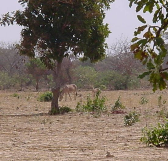 Some donkeys grazing (or trying to) near the Confluence