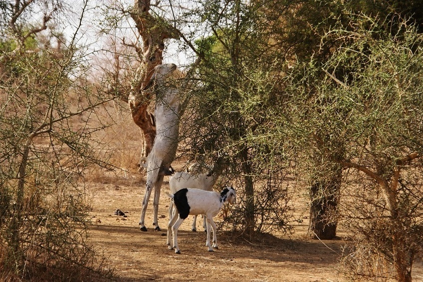 Goats and sheeps grazing Balanites