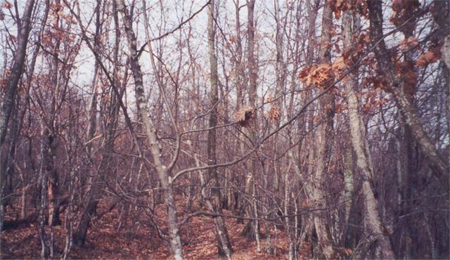 Bunch of trees at the confluence area (northern view I believe)