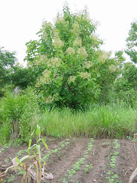 The teak tree growing out of 8N 2E