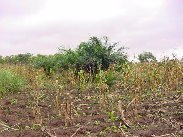 A small palm tree northwest of the point