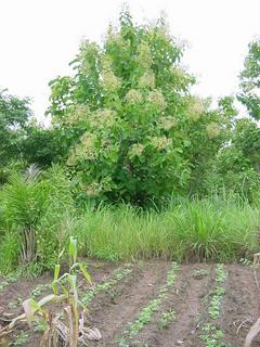 #1: The teak tree growing out of 8N 2E