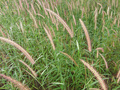 #7: Grass plants around the Confluence