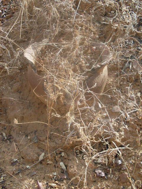 Old clay pot partially buried in the ground