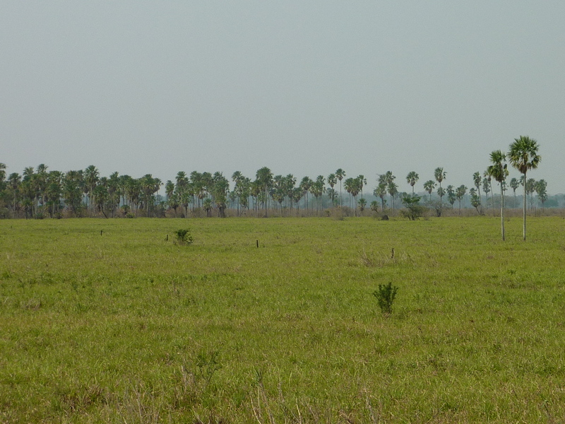 View from the confluence towards the north