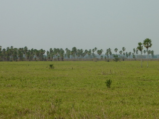 #1: View from the confluence towards the north