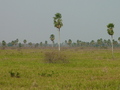 #4: View from the confluence towards the east