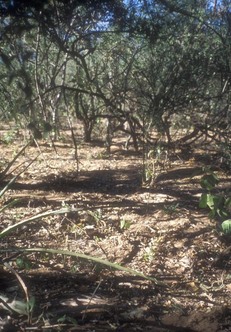 #1: View from the confluence towards the south