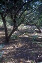 #3: View from the confluence towards the north