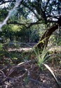 #4: View from the confluence towards the east