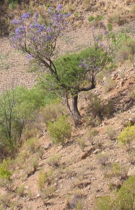 View of confluence, just below the Jacaranda tree next to the small green shrub