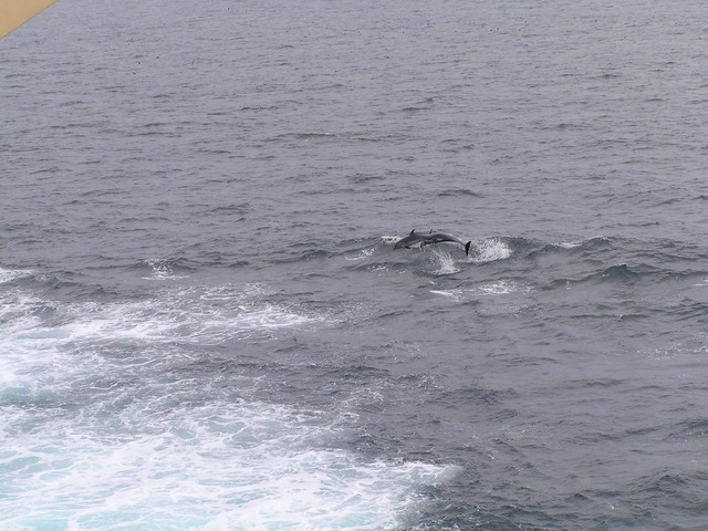 From this Confluence only one view to land does exist, but the marine fauna offers more. A group of dolphins was accompanying us during our visit