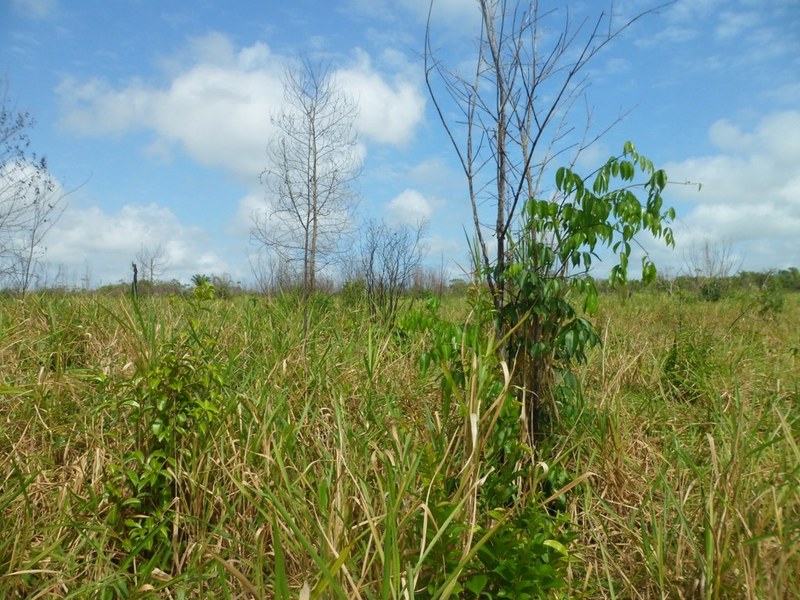 Visão oeste - west view