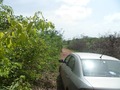 #7: Paramos o carro a 600 metros da confluência - we stopped the car 600 meters to the confluence