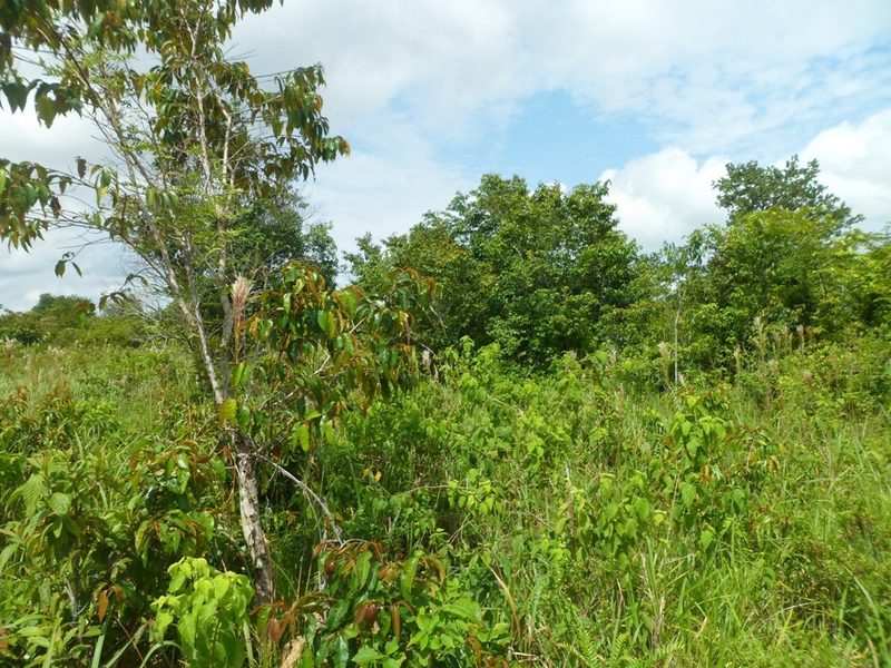 Visão oeste - west view