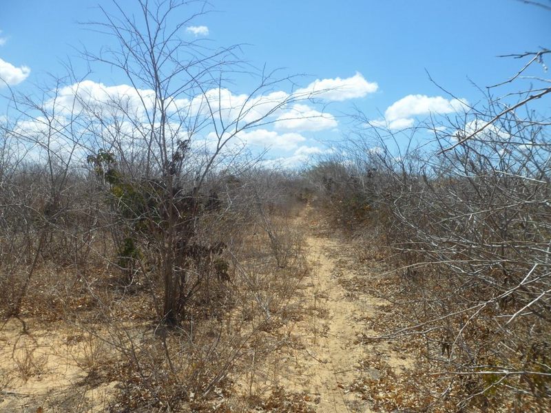 A trilha vai até 60 metros da confluência - the track goes up to 60 meters to the confluence