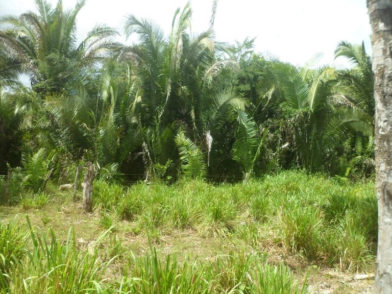 Visão geral - general view