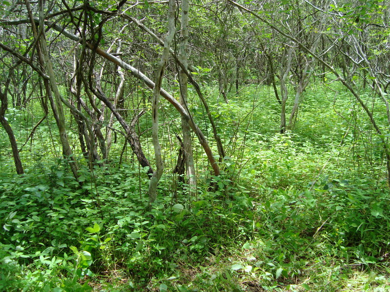 Norte da Confluencia (North of Confluence)