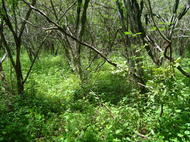 Leste da Confluencia (East of Confluence)