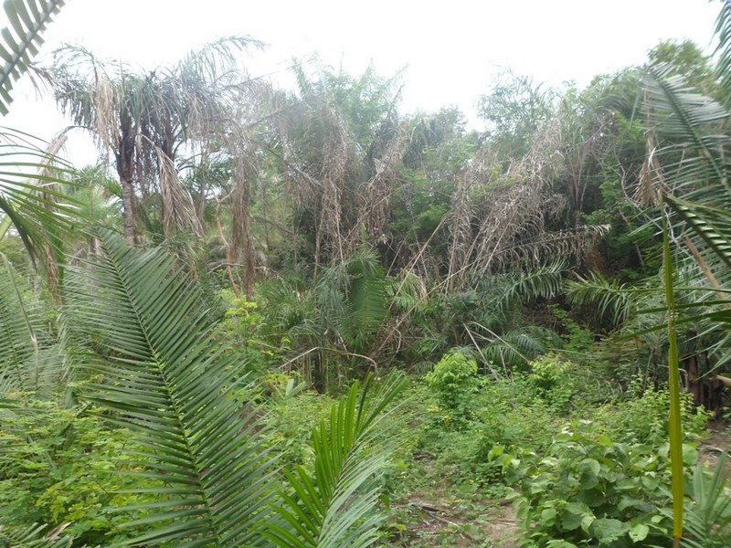 Visão oeste - west view