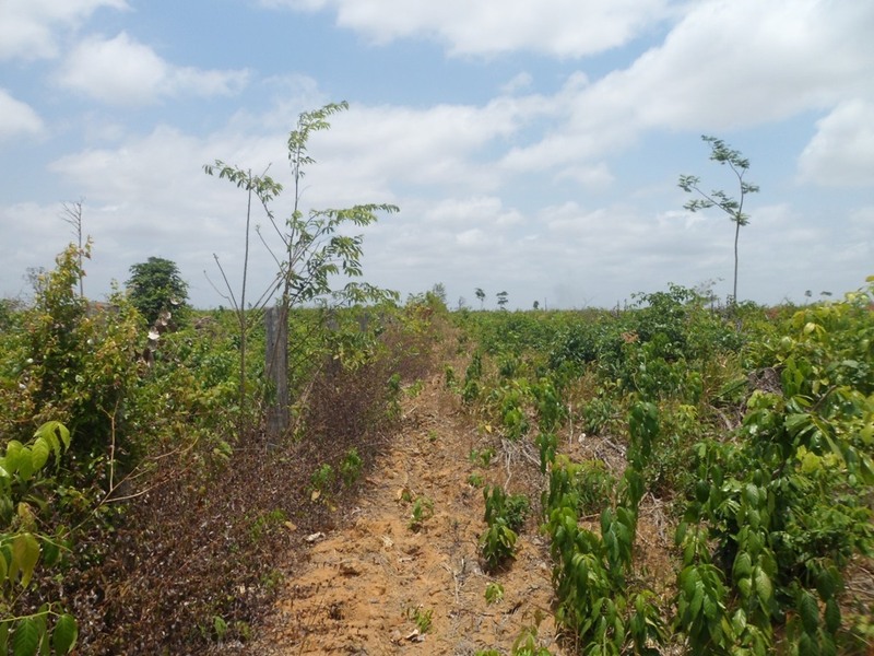 Visão geral - general view