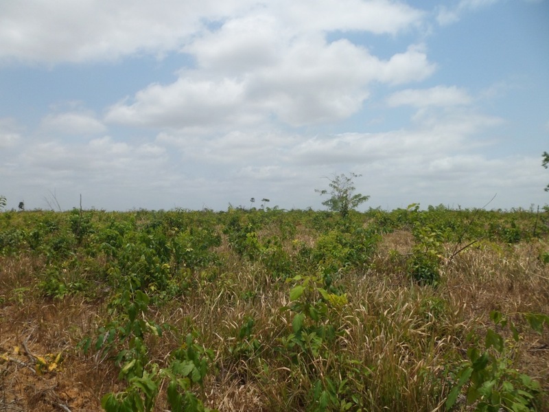 Visão oeste - west view