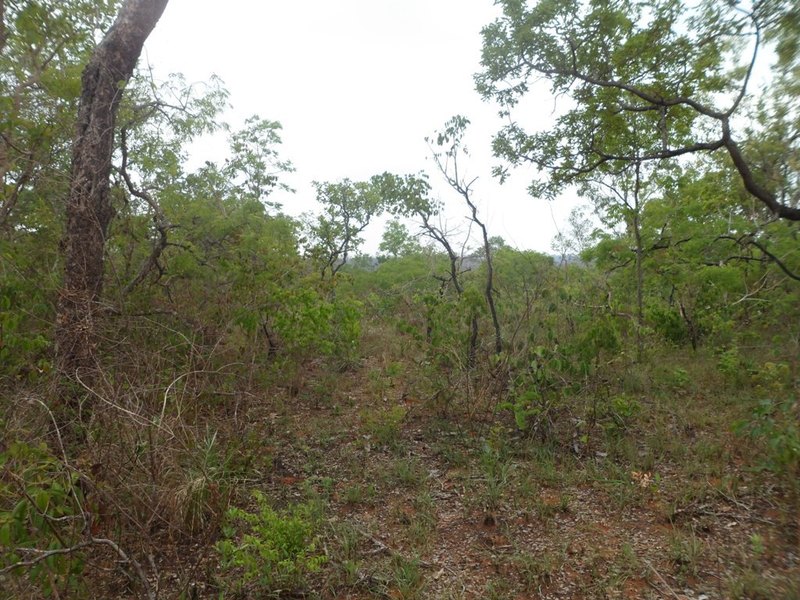 Caminhada pelo mato - hiking by the bush