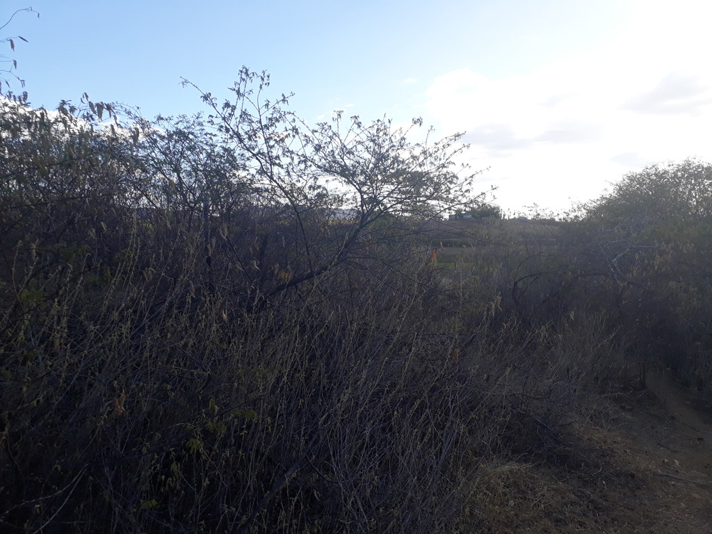 Visão oeste - west view