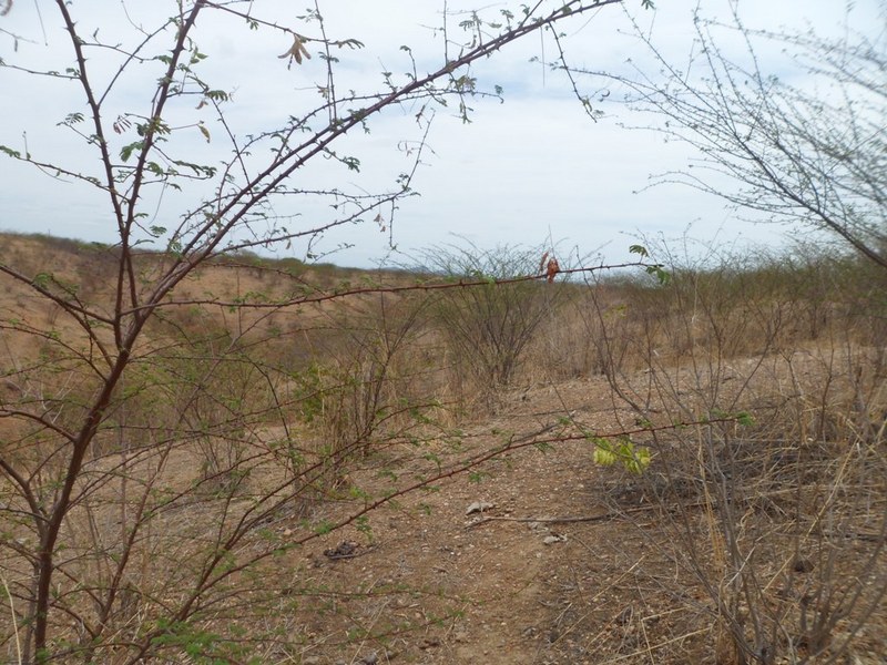 Visão leste, detalhe dos espinhos - east view, showing the thorns