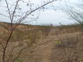 #4: Visão leste, detalhe dos espinhos - east view, showing the thorns