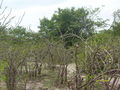 #3: Vista do Sul. View to south