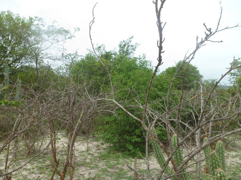 Visão oeste - west view