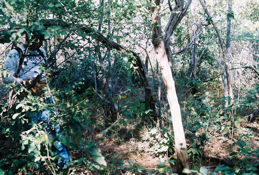 Dense brush and trees at 7 S x 42 W, looking east