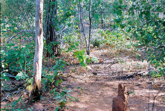 #1: Point of confluence at 7 S x 42 W, looking north