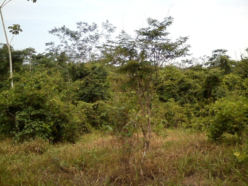 Visão geral - general view