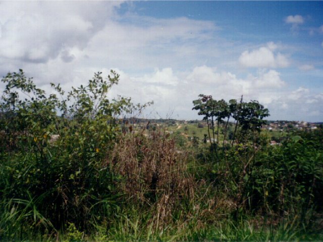 Plants at the confluence.