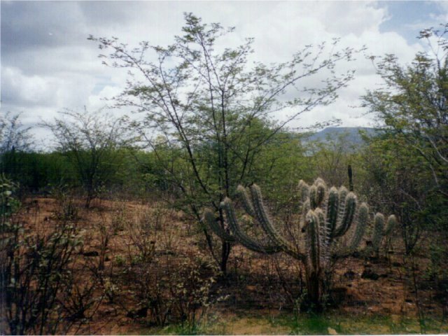 Caatinga vegetation at the confluence