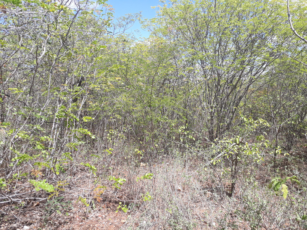 Visão oeste - west view