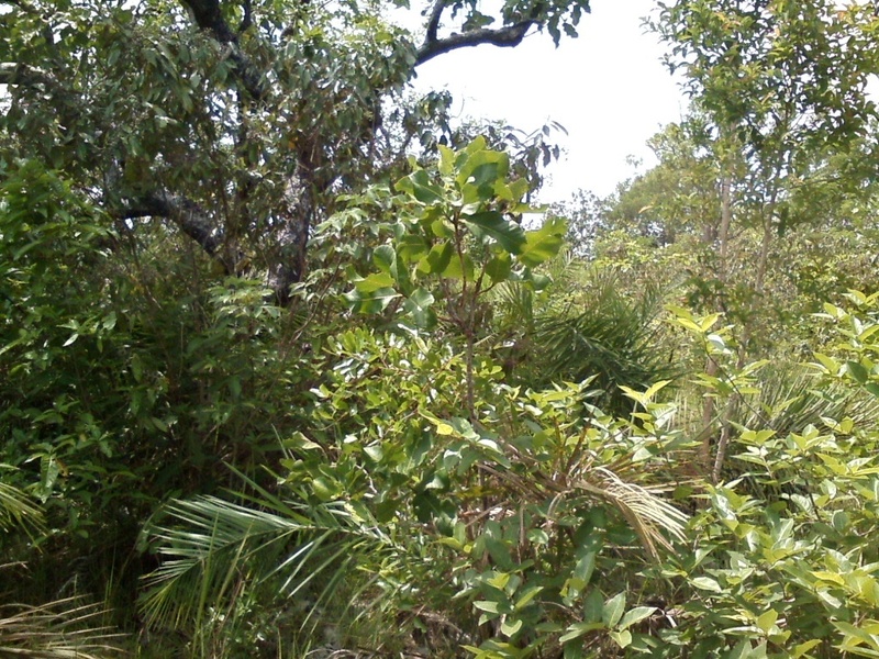 Visão sul - south view